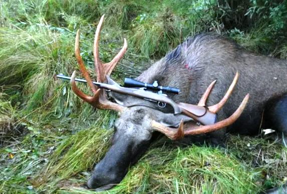СЕЗОН ОХОТЫ НА ЛОСЯ, ОЛЕНЯ БЛАГОРОДНОГО И ЛАНЬ