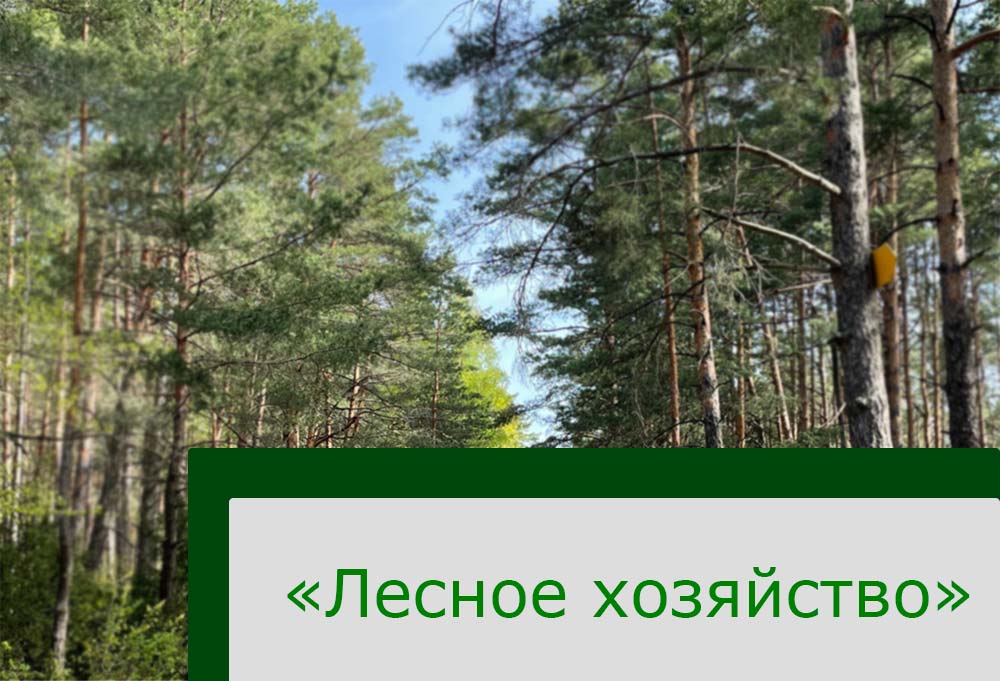 Приём документов по специальности "Лесное хозяйство"