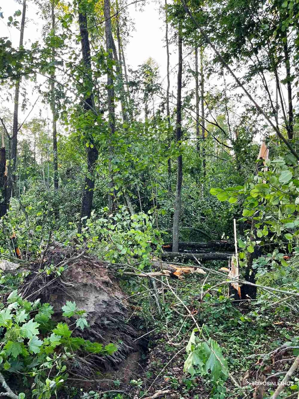 Разработка ветровально-буреломных лесосек продолжается