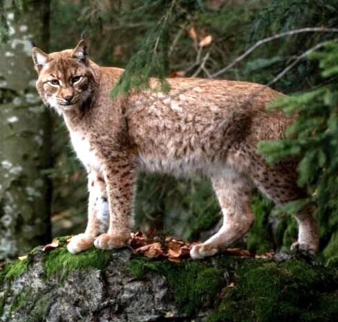 ОХОТА НА РЫСЬ