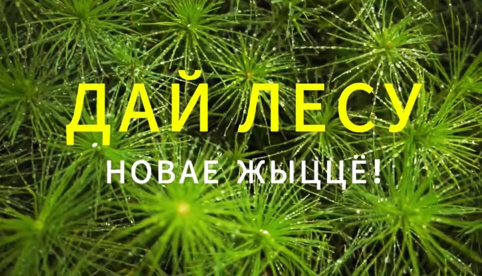 Акция 'Дай лесу новае жыццё!' пройдет в Беларуси с 11 по 31 октября