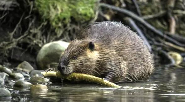 ОТКРЫЛСЯ СЕЗОН ОХОТЫ НА БОБРА И ВЫДРУ!