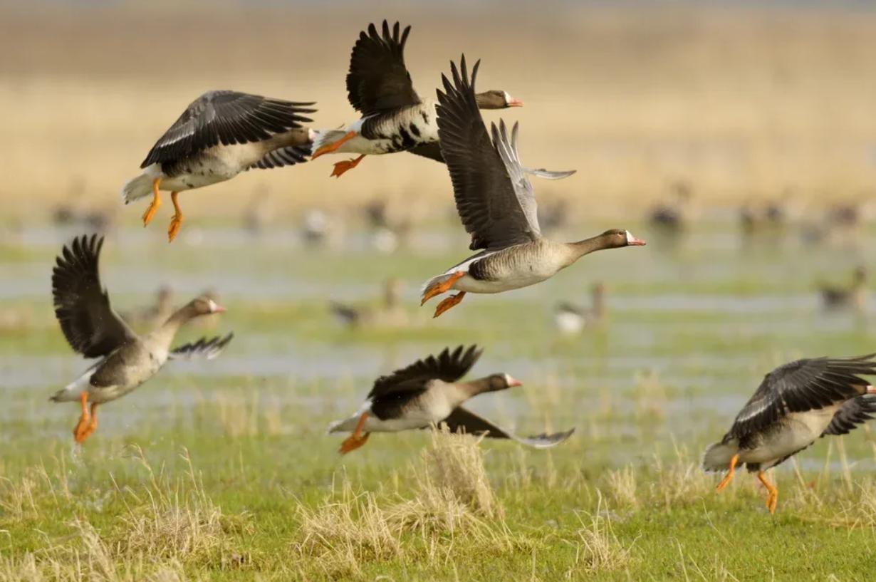 СЕЗОН ОХОТЫ НА ГУСЕЙ