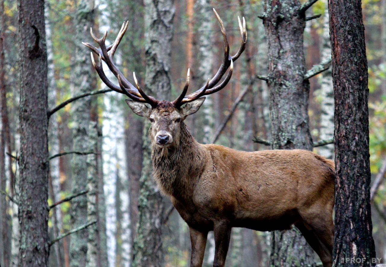 ДЕЛА ОХОТНИЧЬИ