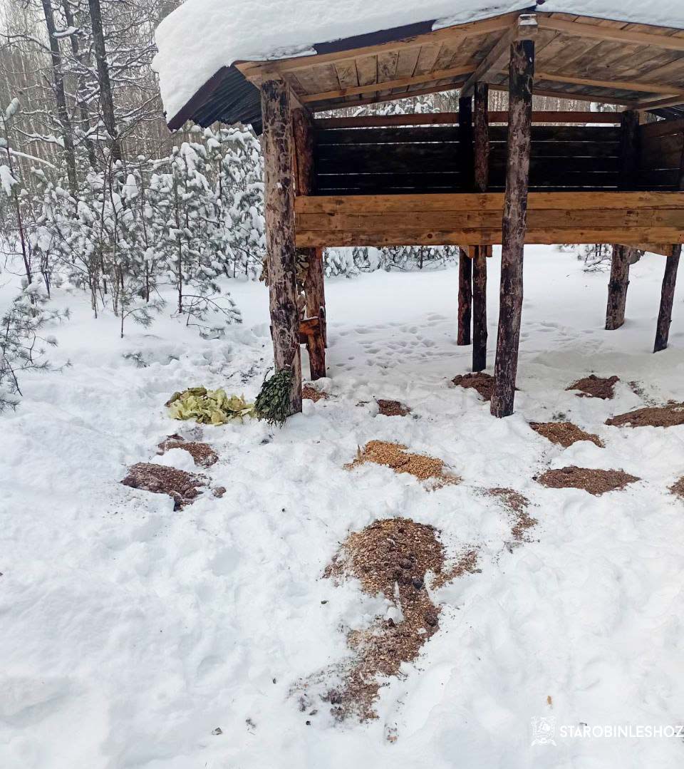 С ЗАБОТОЙ О ЖИВОТНЫХ