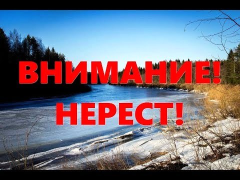 СКМ «Нерест»