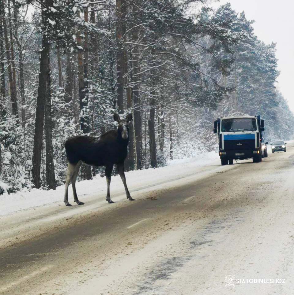 ЛЕСНОЙ ЖИТЕЛЬ