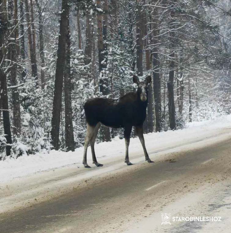 ЛЕСНОЙ ЖИТЕЛЬ