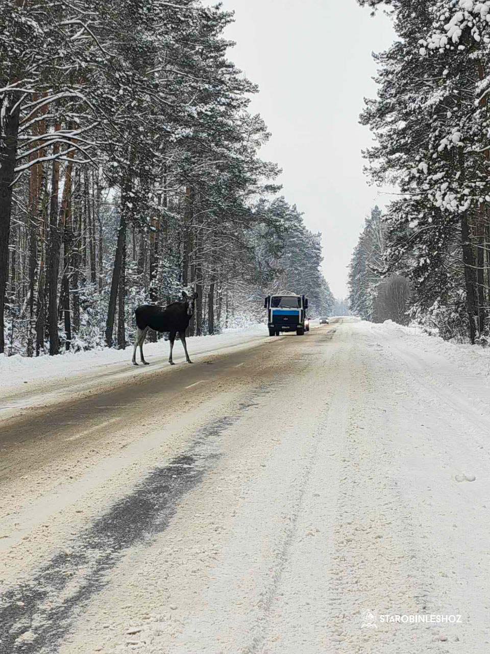 ЛЕСНОЙ ЖИТЕЛЬ