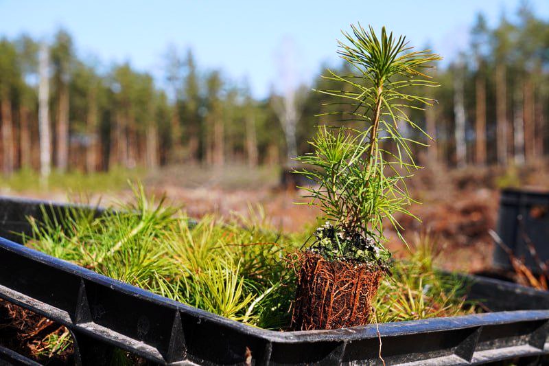 акция Лес! Дабро! Парадак!