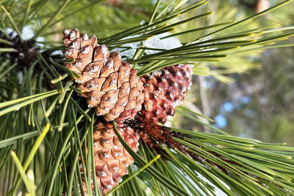 СЕЗОННАЯ ЗАГОТОВКА ШИШЕК В САМОМ РАЗГАРЕ