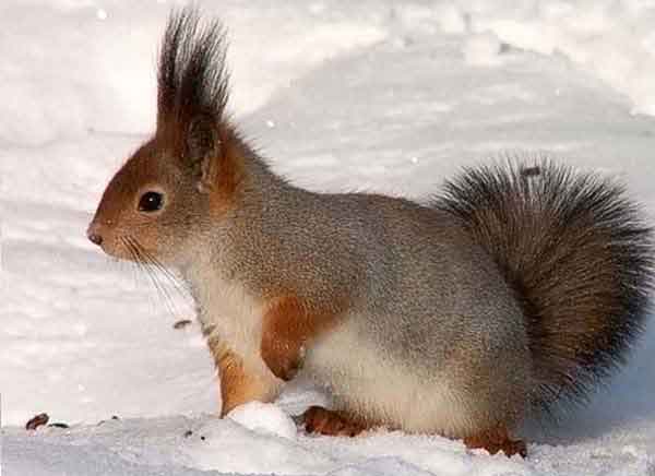 Сезон охоты на пушных животных открывается в Беларуси с 1 ноября