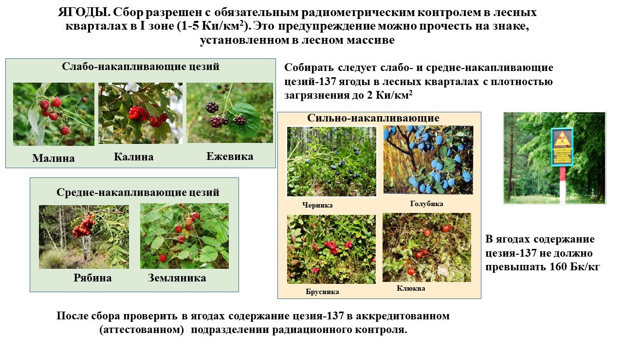 Сбор ягод в зонах радиоактивного загрязнения