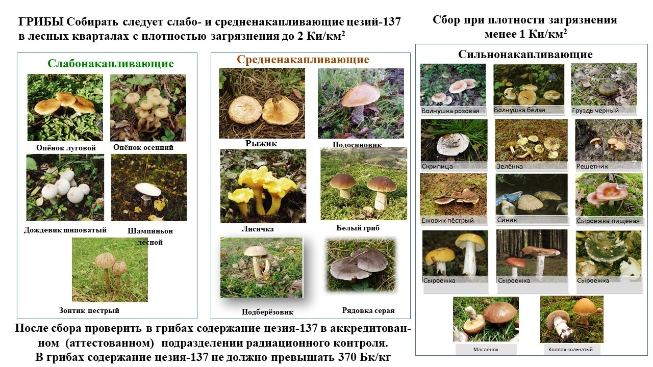 Сбор грибов в зонах радиоактивного загрязнения