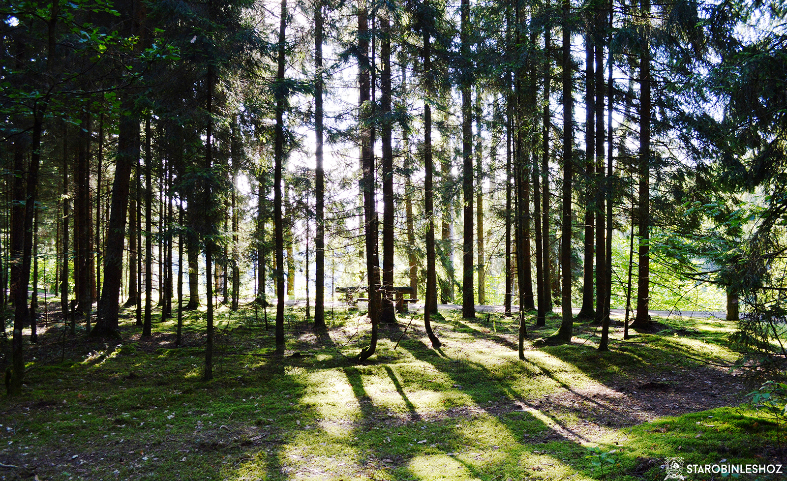 Рубка леса в Беларуси 