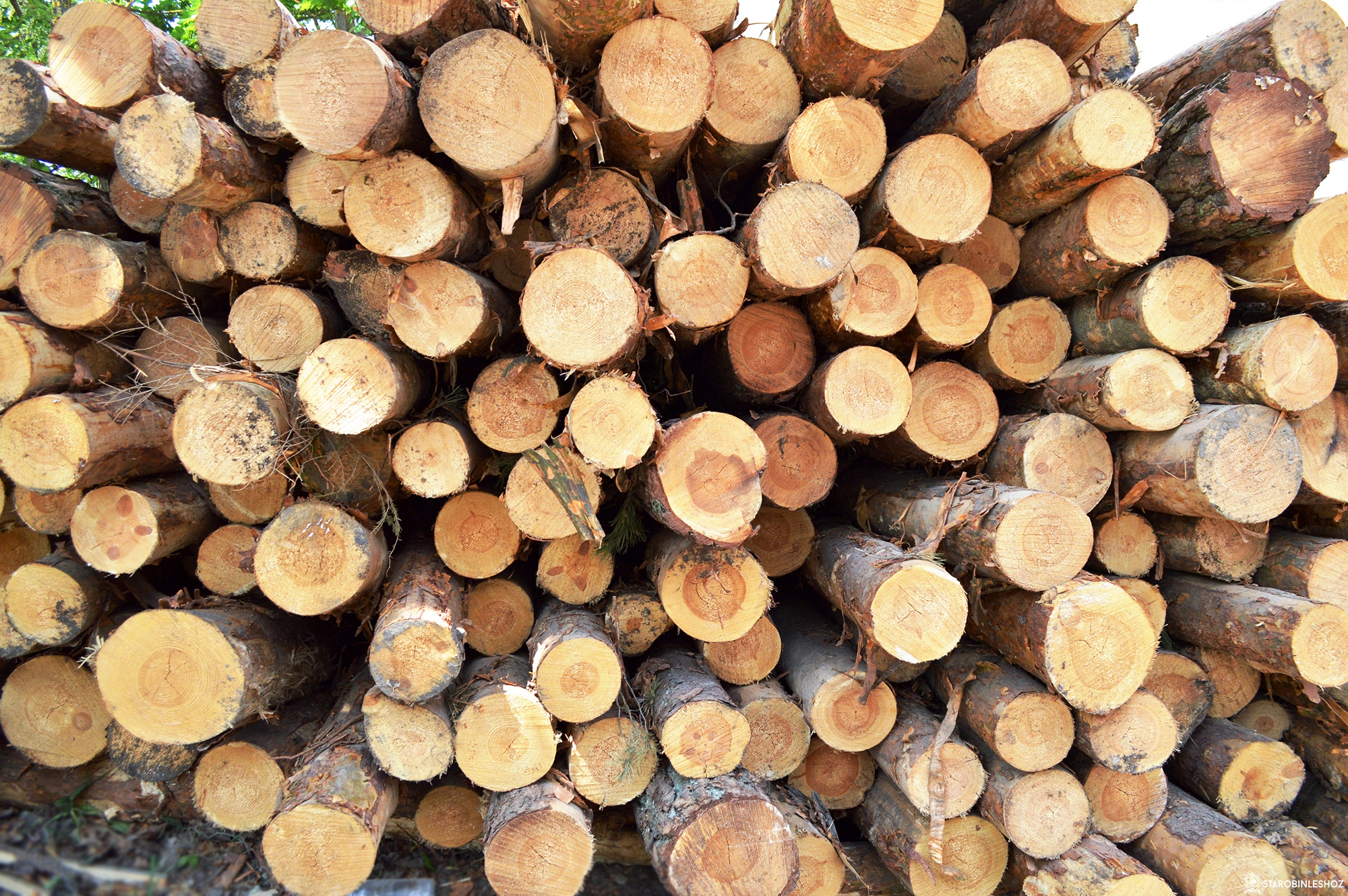 Обновленный порядок заготовки древесины вынесен на общественное обсуждение