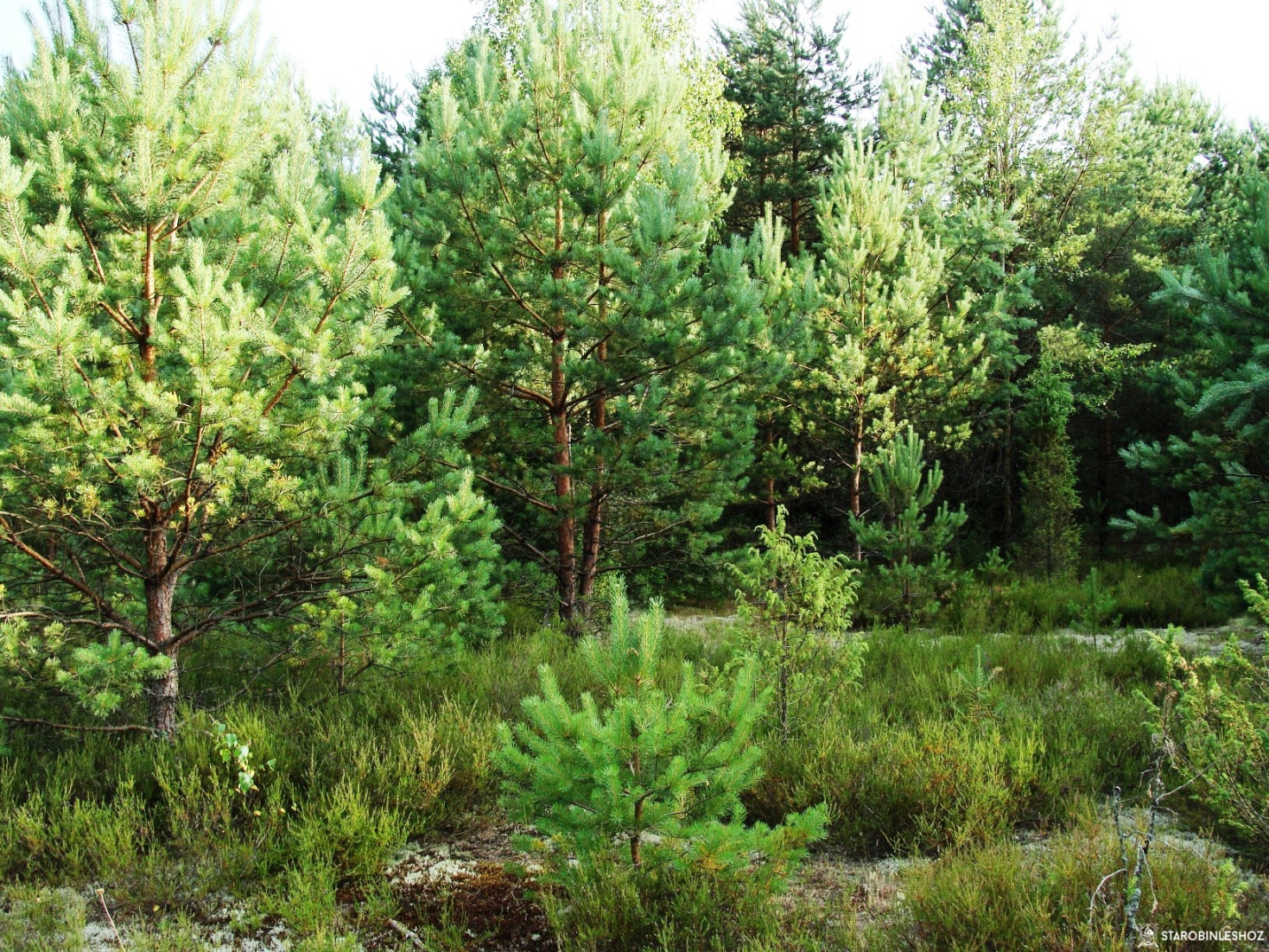 Старобинский лесхоз проведет наземную защитную обработку лесосеменной плантации 