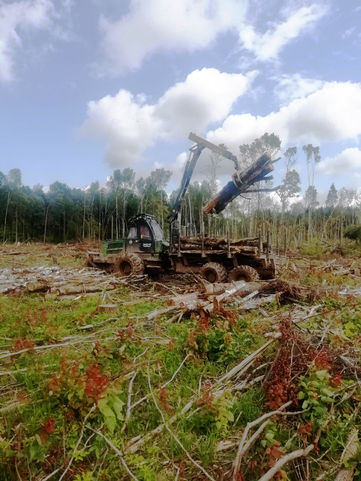 Продолжается разработка повреждённого леса от ураганных ветров на Могилевщине.