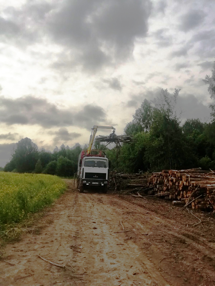 Продолжается разработка повреждённого леса от ураганных ветров на Могилевщине.