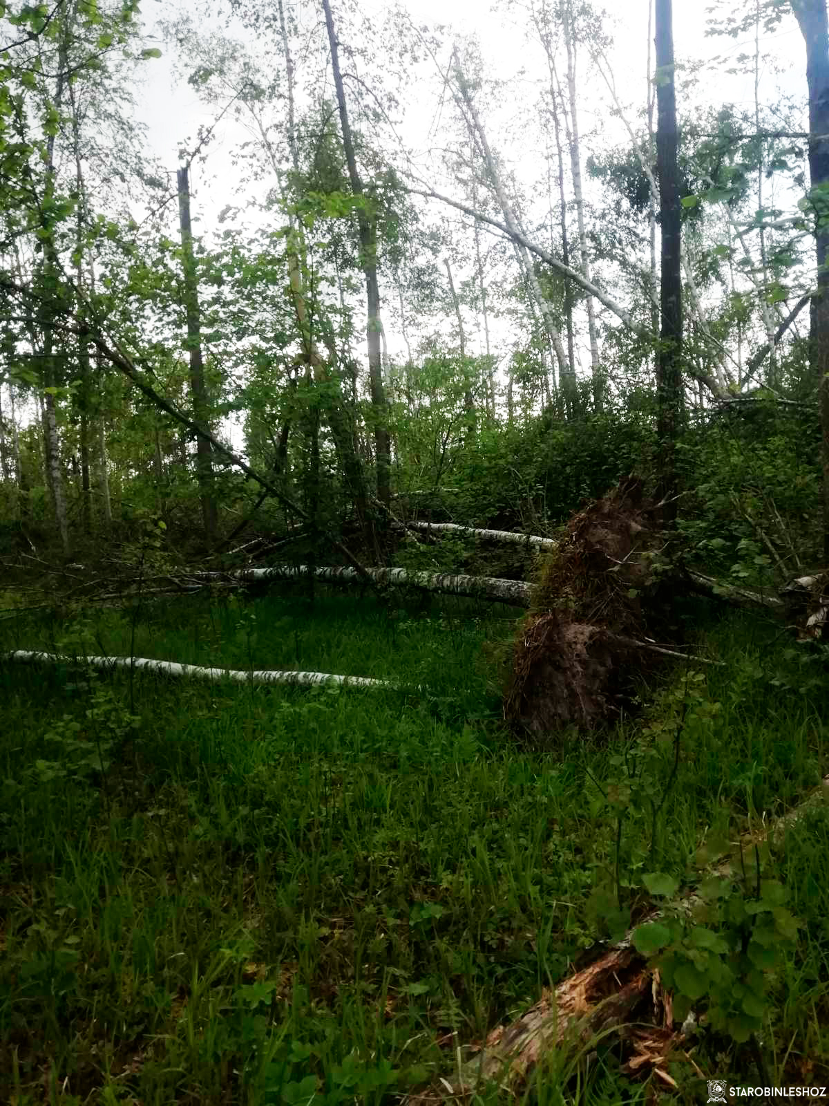 Старобинским лесхозом проведены рубки в пострадавших от ураганных ветров насаждениях