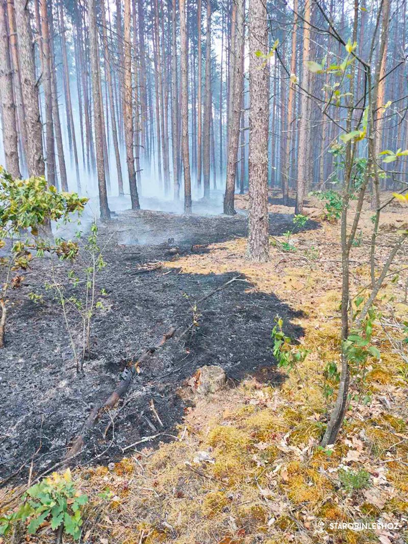 Лесной пожар ликвидирован
