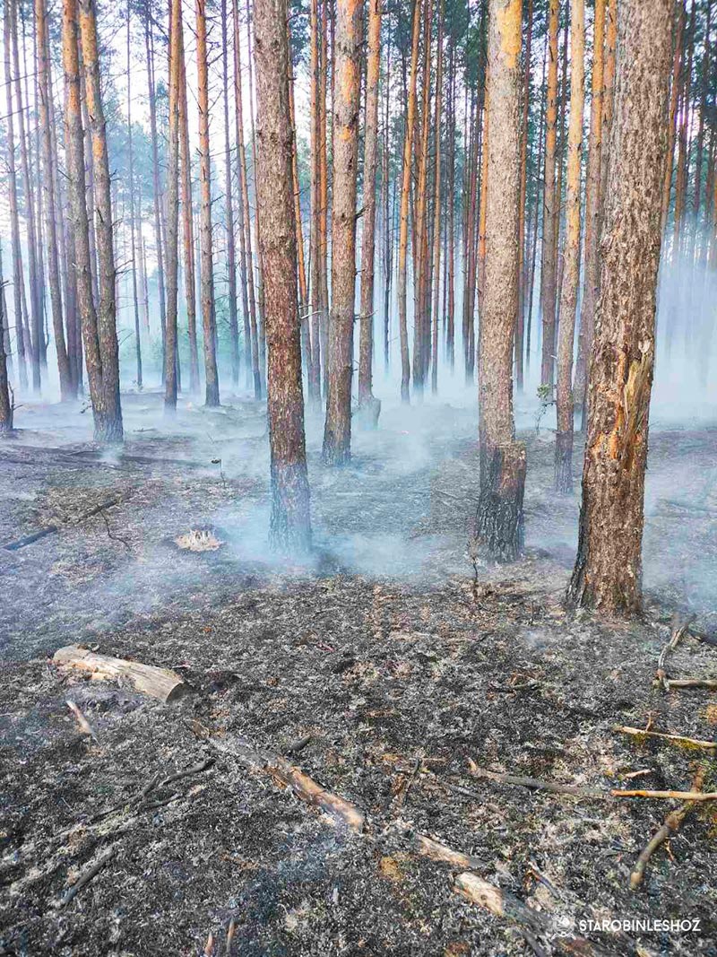 Лесной пожар ликвидирован