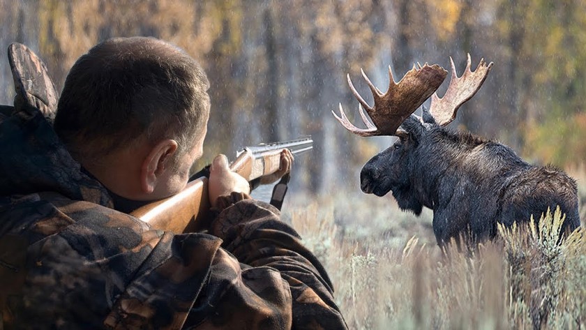 Об открытии загонной охоты и безопасности при проведении охот