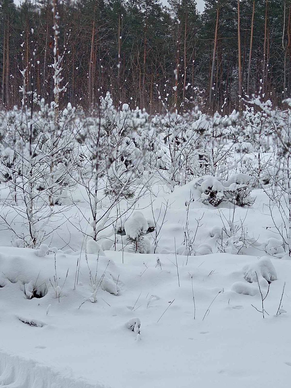 В Беларуси определен порядок использования лесов для отдыха и оздоровления