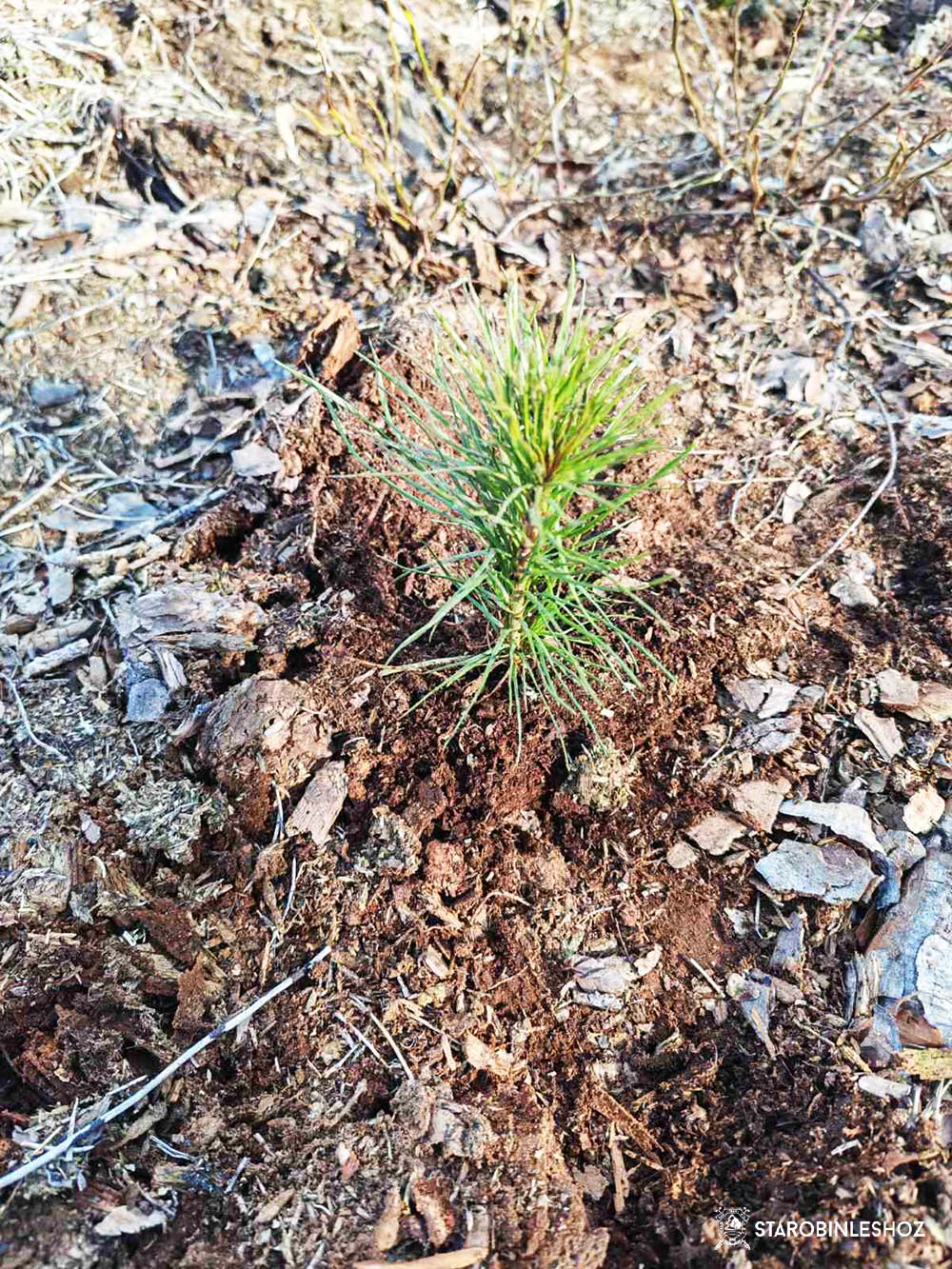 Участвуем в акции