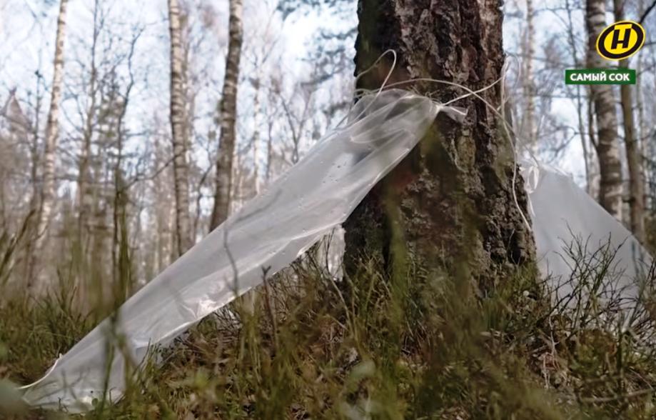 Иностранцы в Старобинском лесхозе открыли для себя  березовый сок – «белое золото» Беларуси