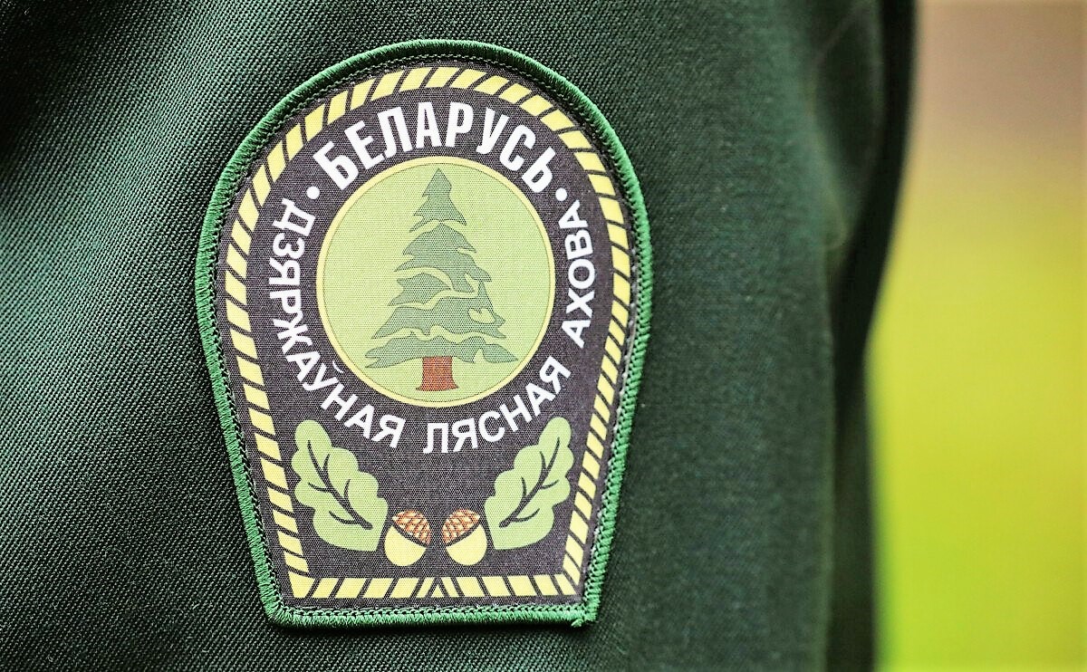 Работники лесного хозяйства в сентябре отметят профессиональный праздник 