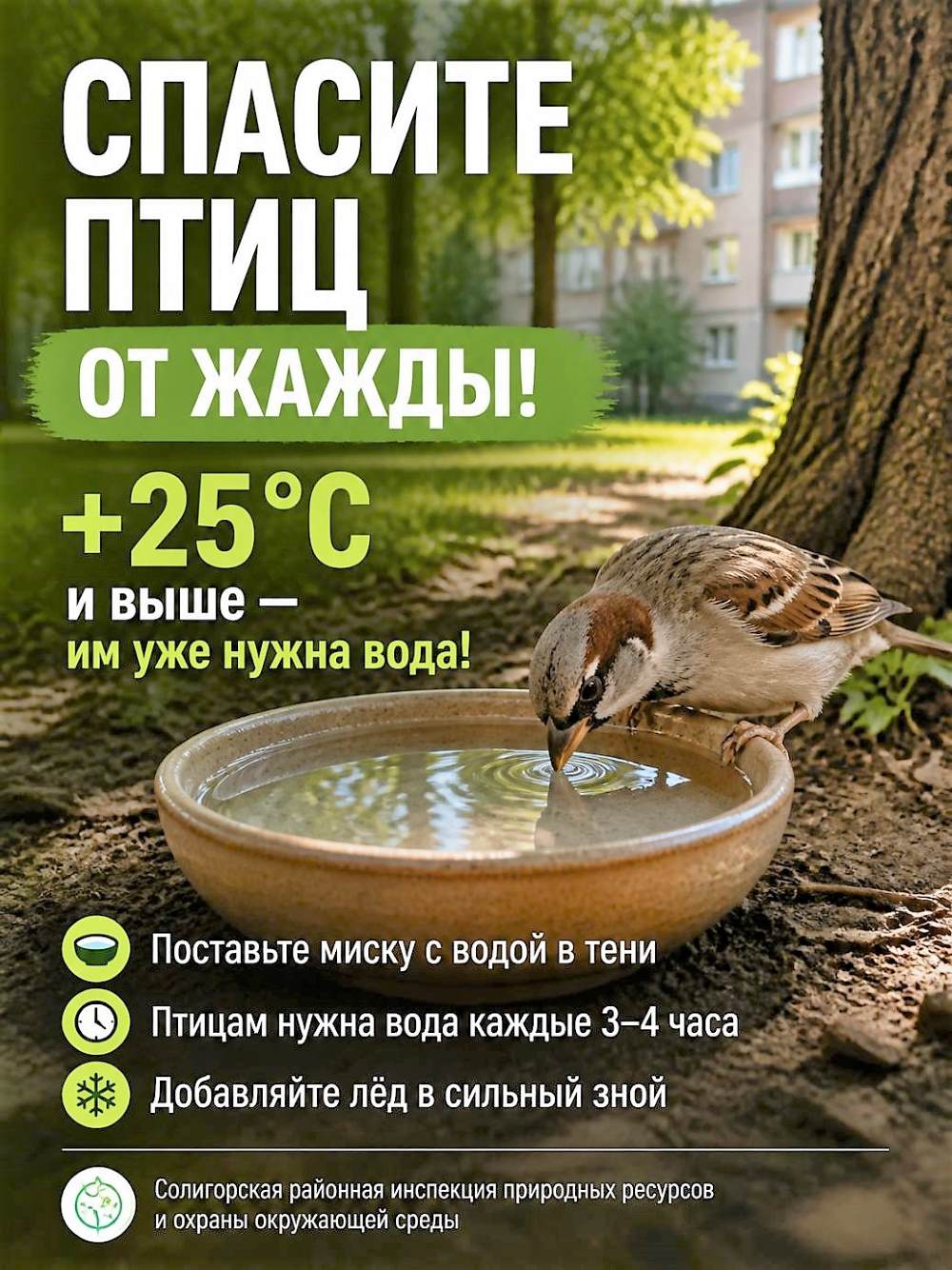 Спасите птиц от жажды