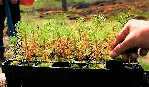Премьера в большом формате