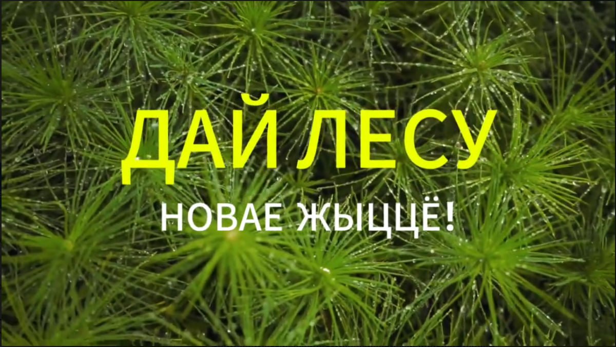 Акция "Дай лесу новае жыццё!" пройдет в Беларуси с 17 по 24 октября