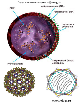 Вирус клещевого энцефалита